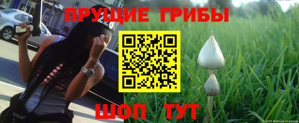 Псилоцибиновые грибы мицелий  Вход с VPN  Псилоцибиновые грибы мицелий  Владимир 
